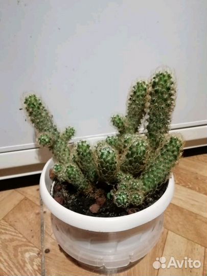 Кактус, Маммиллярия удлинённая с жёлтой колючкой