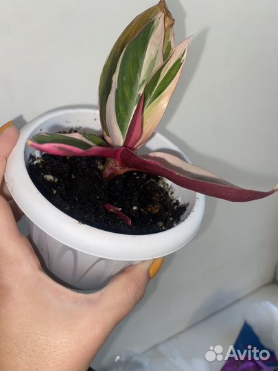 Фикус Строманта отводка укорененная