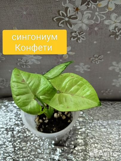 Комнатные растения