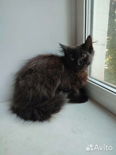 Котëнок Хамер ищет дом