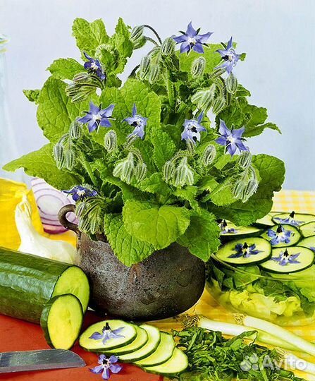 Бораго (огуречник), семена 50 шт