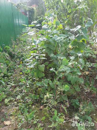 Сирень белая