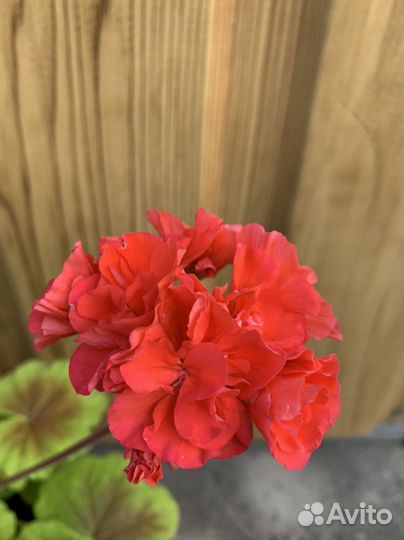 Пеларгония герань
