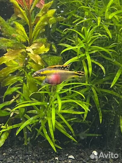 Пара пельвикахромисов пульхера