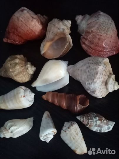 Ракушки морские