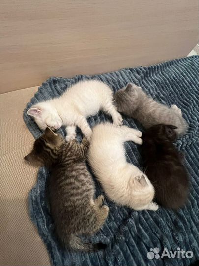 Шотландские котята