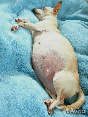 Инструктор по вязке собак