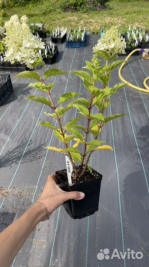 Гортензия меиельчатая полар бир