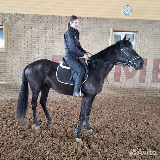 Продается вороная кобыла, лошадь