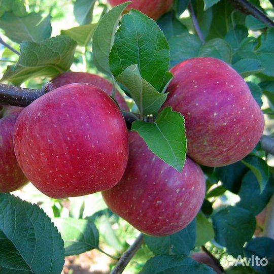 Саженцы 2-х летки