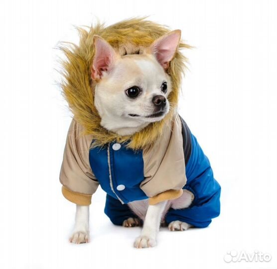 Комбинезон для собак бежево-синий с капюшоном