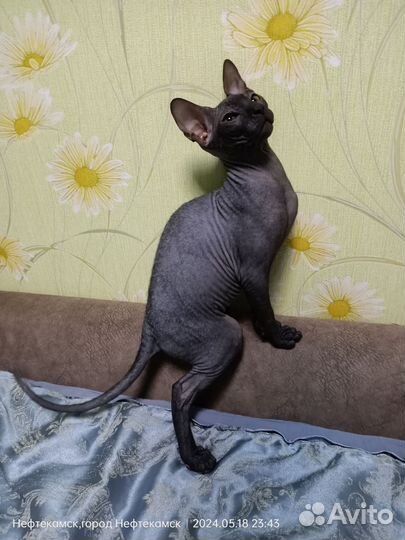 Донской сфинкс котёнок