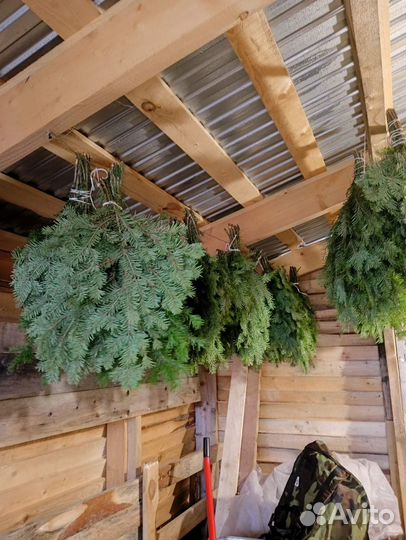 Пихтовые веники