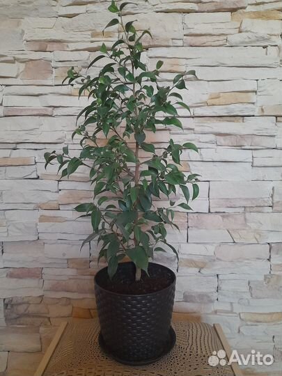 Фикусы для дома и офиса