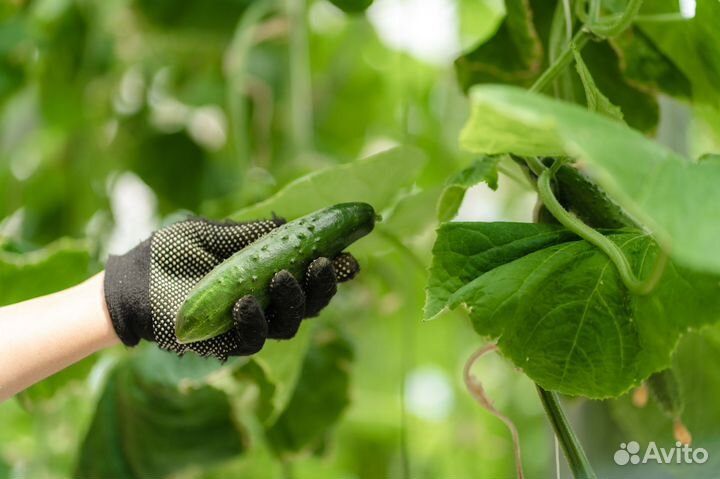 Овощевод (ст. Марьянская)