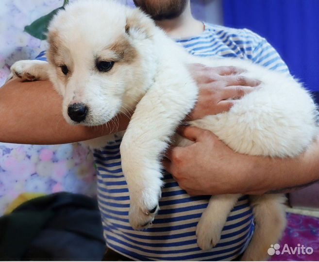 Среднеазиатская овчарка(щенки)
