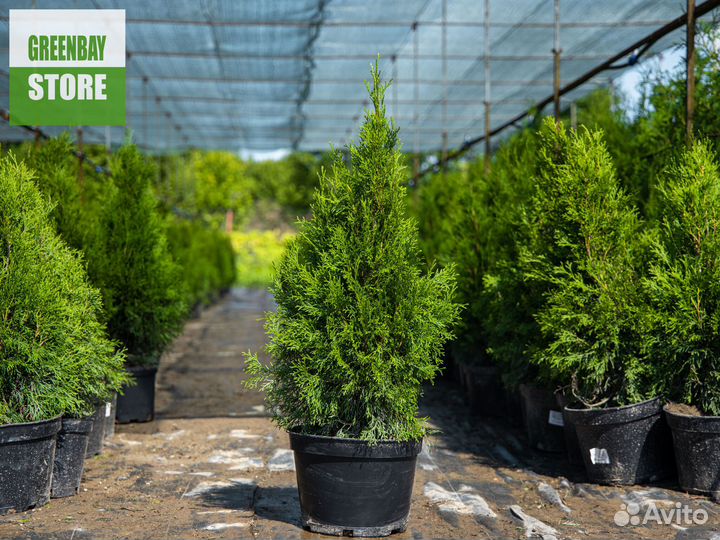 Туи смарагд 0,8 м свежая копка 2023