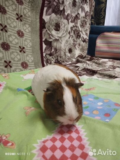 Морские свинки