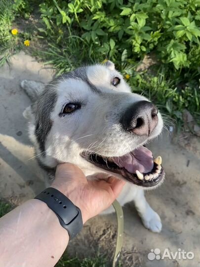 Хаски в добрые руки