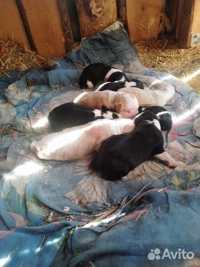 Щенки русского охотничьего спаниеля