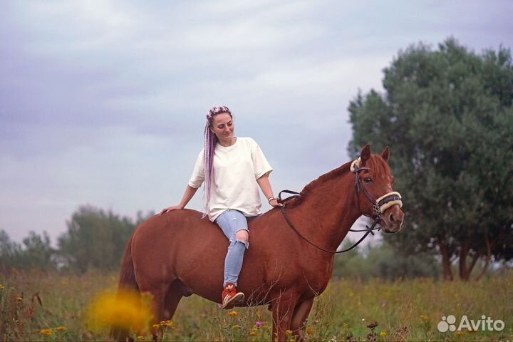 Лошадь в аренду
