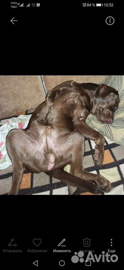 Лабрадор. Вязка