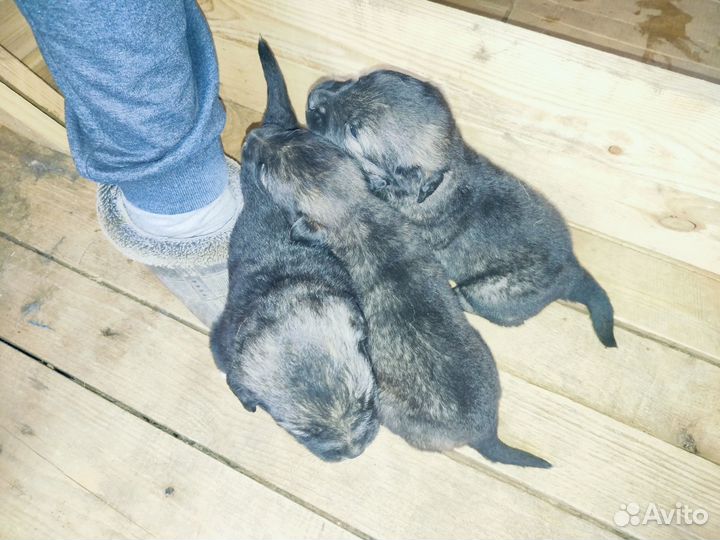 Щенки Кавказской Овчарки чистопородные