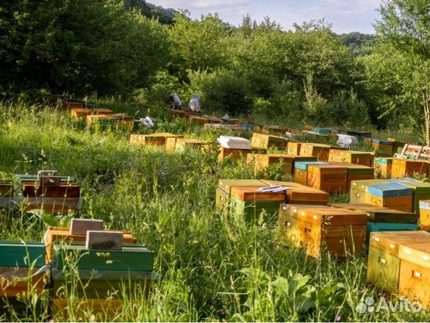 Мед 2024 года натуральный опт