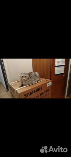 Кот - Матис, Скоттиш фолд