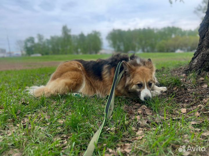 Красивая собака из приюта в поисках дома