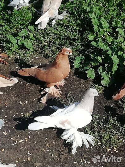 Голуби касаны, агараны