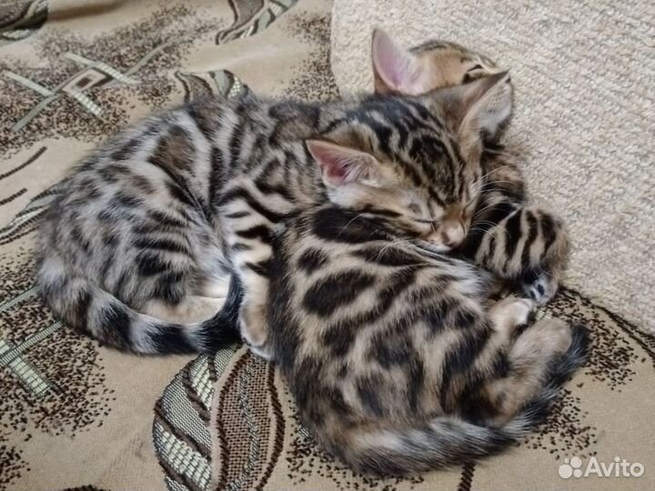 Бенгальская кошка