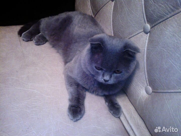 Приглашаем на вязку бесплатно