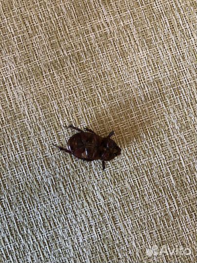 Жук носорог