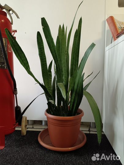 Сансевиерия