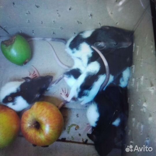 Крыса дамбо