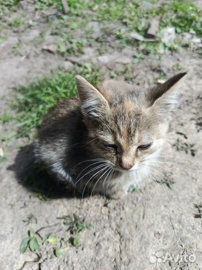 Котята бесплатно