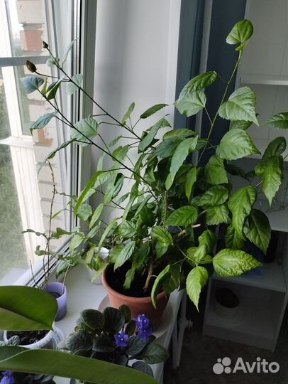 Гибискус или Китайская роза