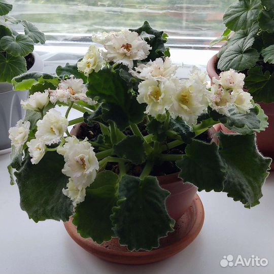 Фиалки Желтая роза и Белое перышко