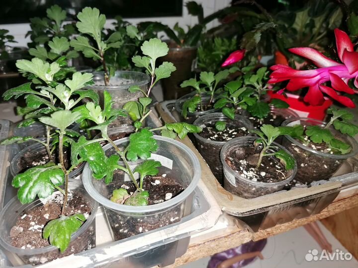 Хризантема мультифлора