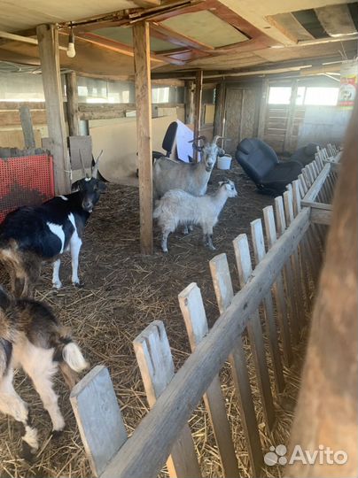 Козочка и козлик 4,5 месяца