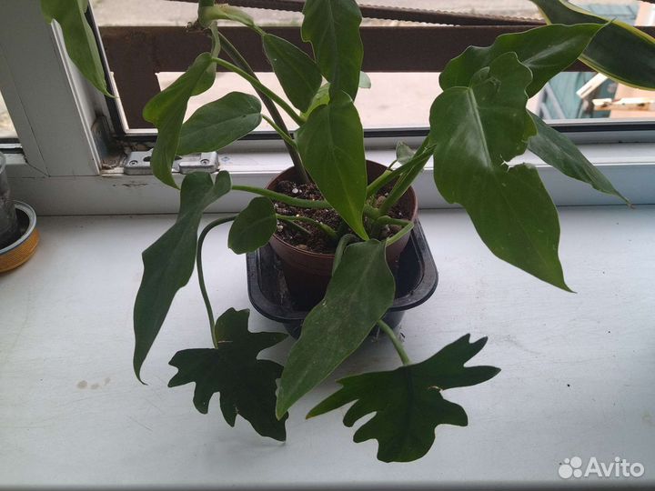 Филодендрон дольчатый