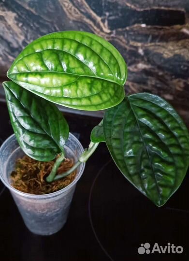 Эпипремнум, сциндапсус