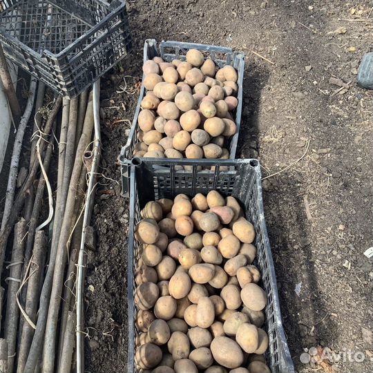 Семенной картофель