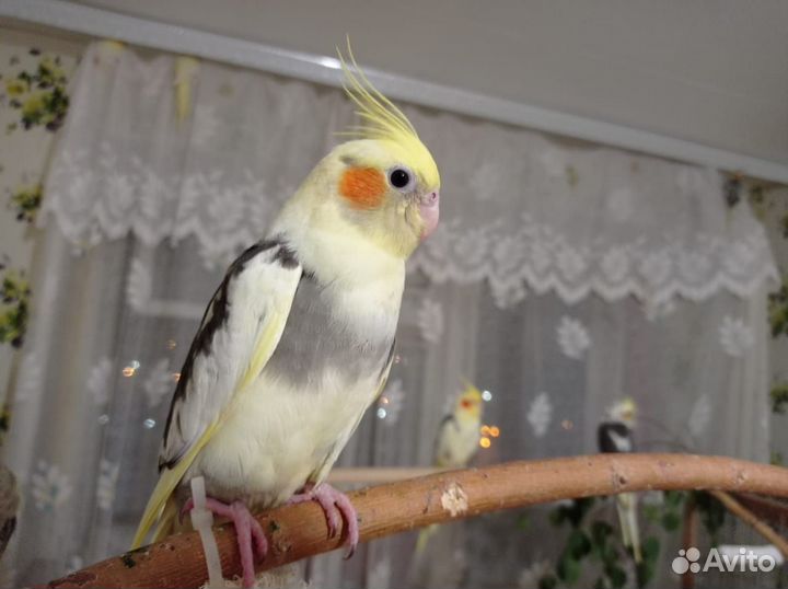 Корелла птенцы