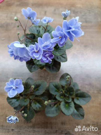 Фиалка Н-Серебряный дым