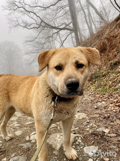 Метис Лабрадора