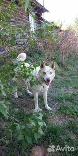 Продам щенка