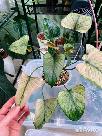 Хомаломена