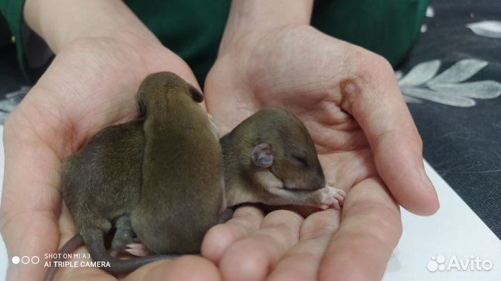 Крысята дамбо рекс, стандарт